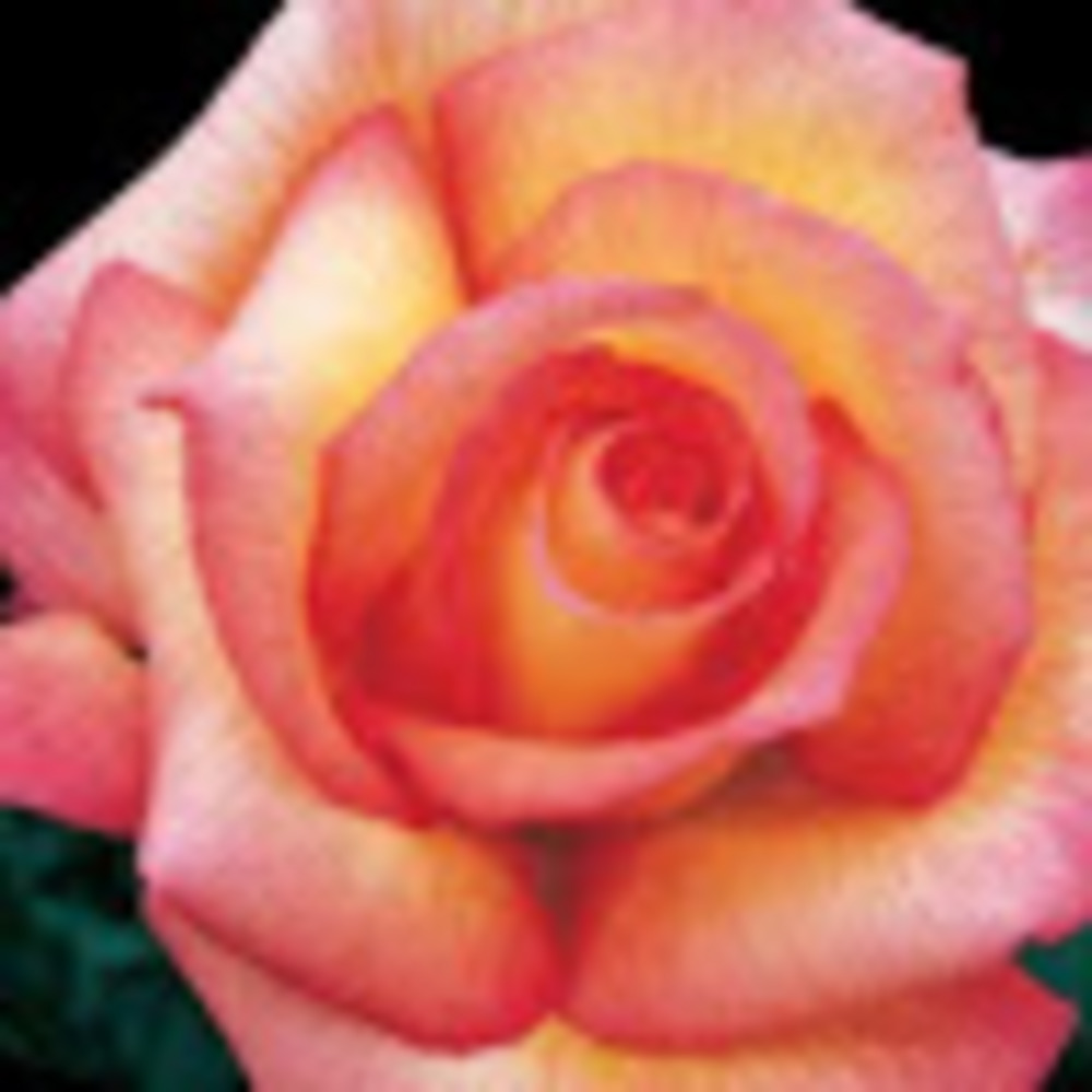 Meet your Posher, Arlette